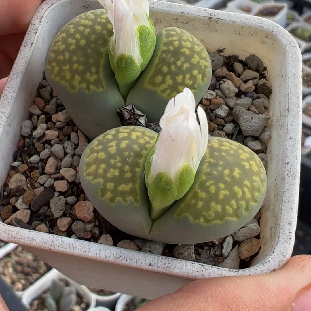 711多肉植物种类多样