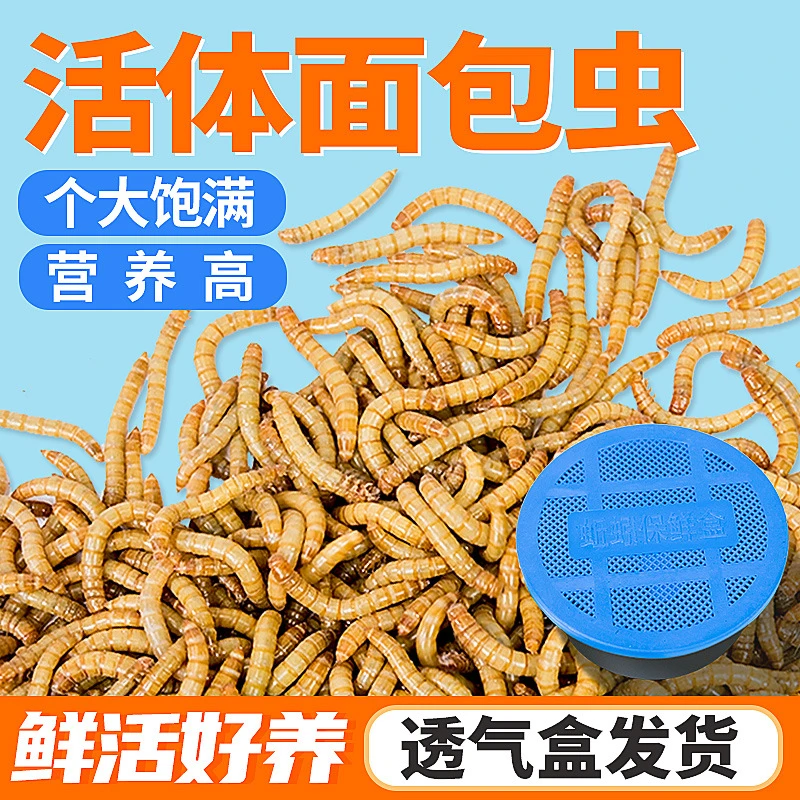 鲜活面包虫饲料食物黄粉虫养殖活虫鸟食仓鼠龙鱼龟蜥蜴蜜袋鼯粮食