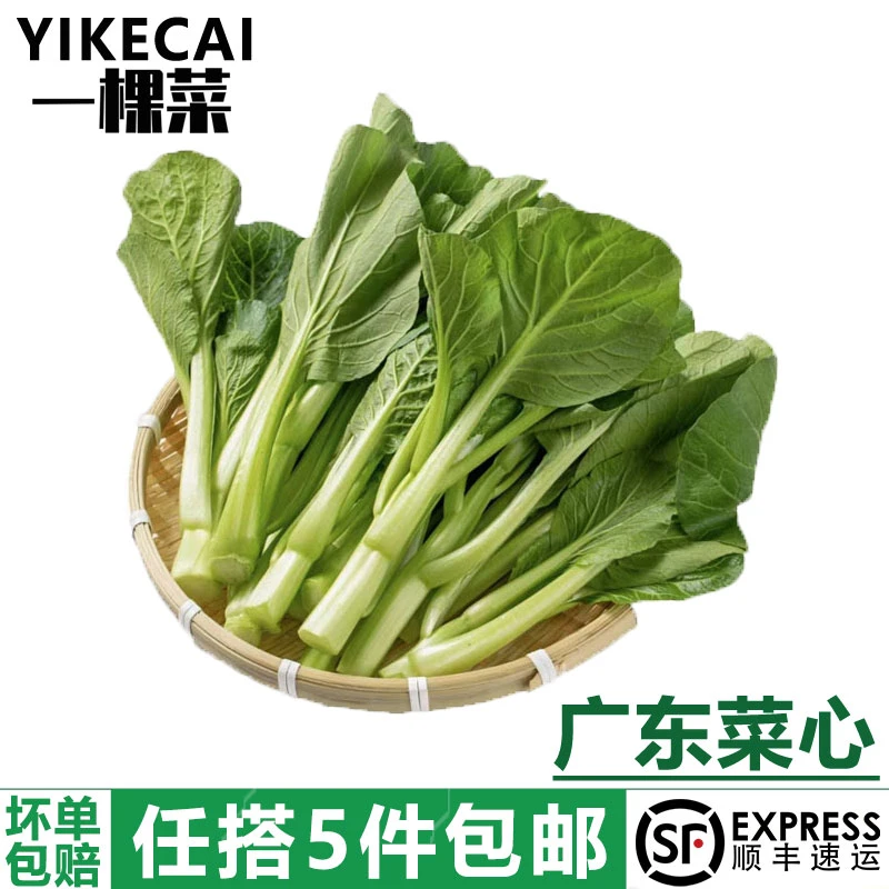 YIKECAI广东菜心1斤农家自种甜菜心菜薹广东菜心当季蔬菜