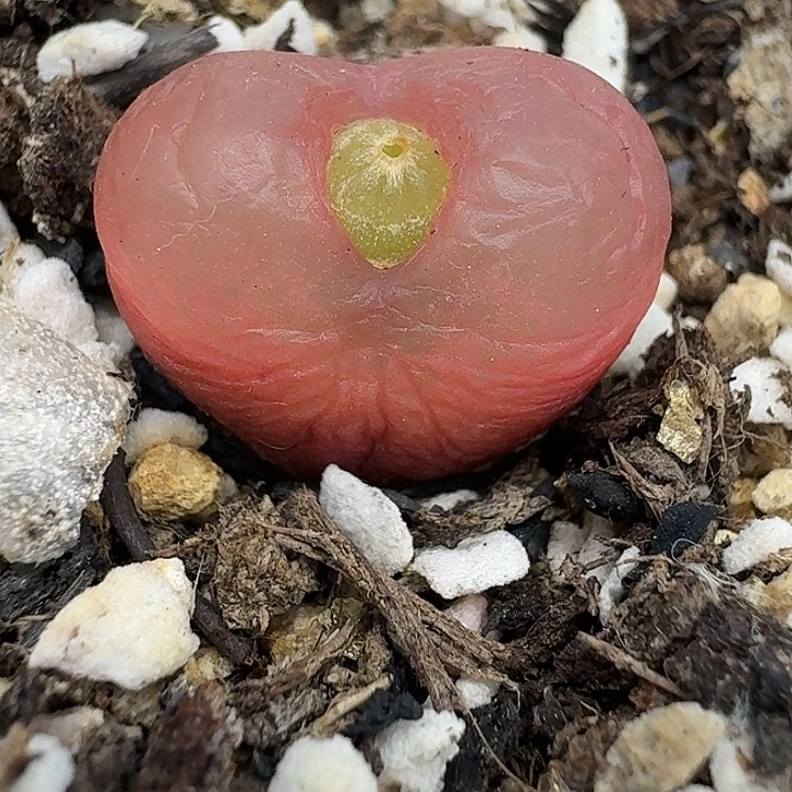 老马生石花1.7吕红2813