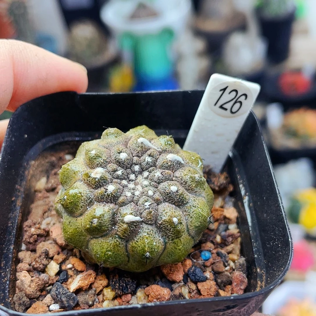 蜥蜴皮非偏远地区满25包邮仙人球