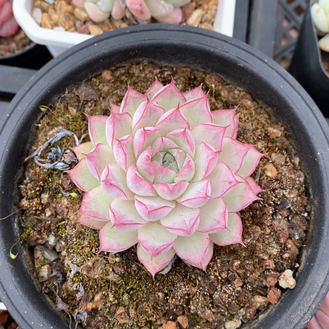 精品多肉一物一拍不包整96