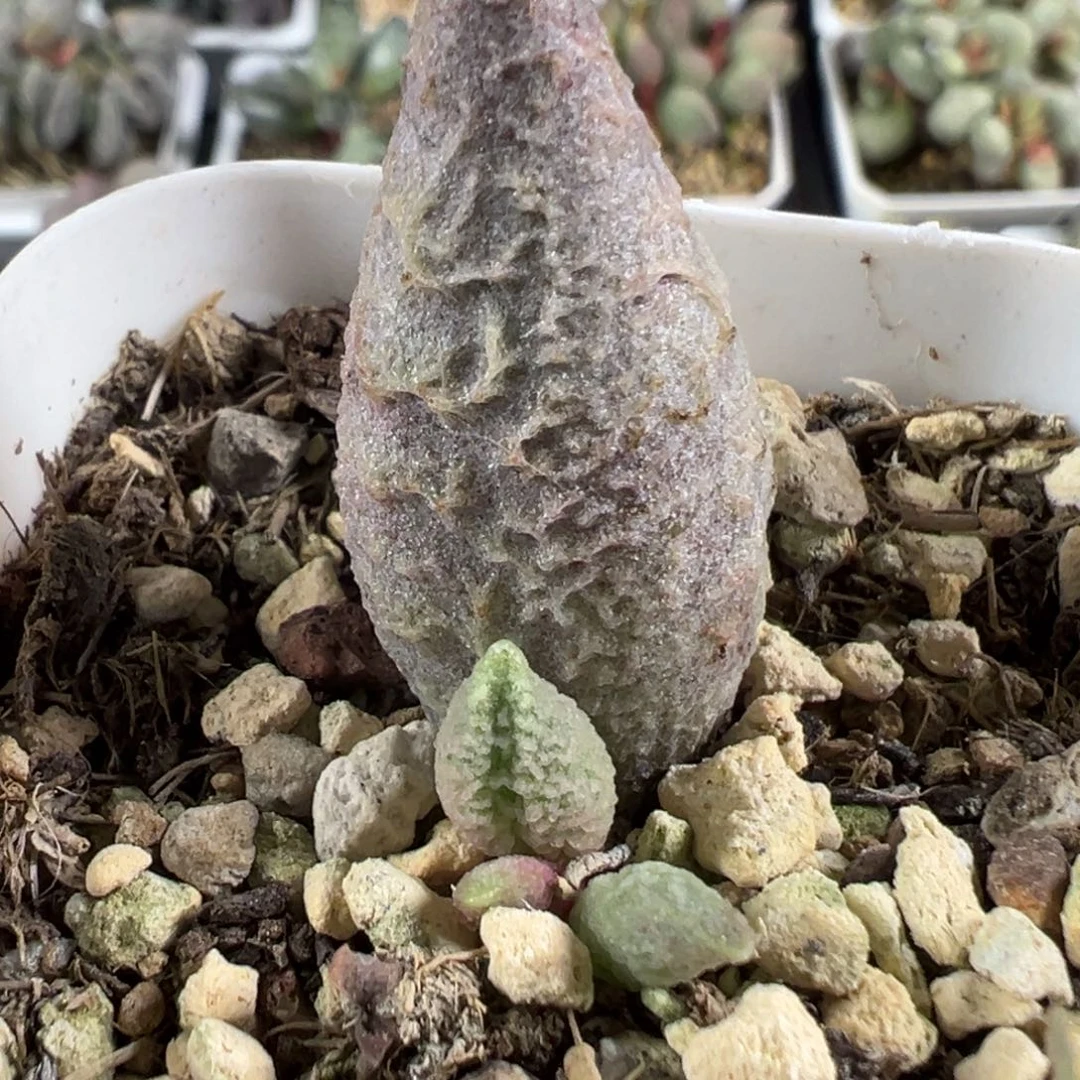 融化纹冰淇淋多肉植物水泡