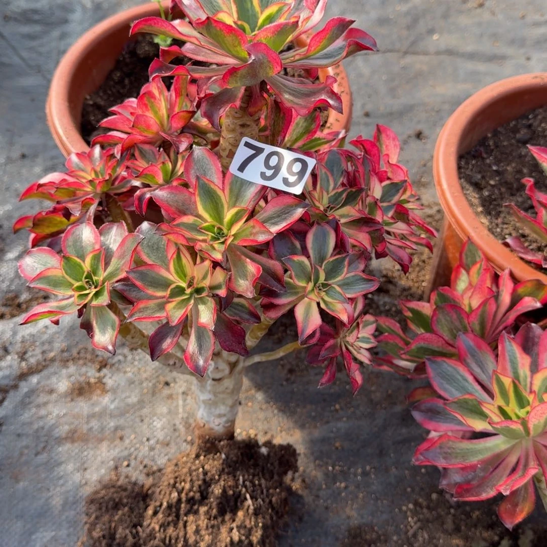 境***799多肉植物魅影有干伤特价