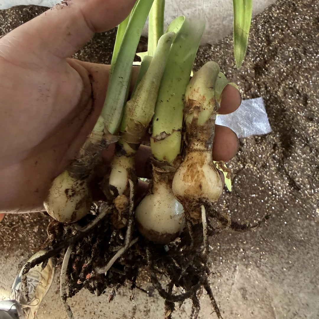 【现货】朱顶红种球3045杂交