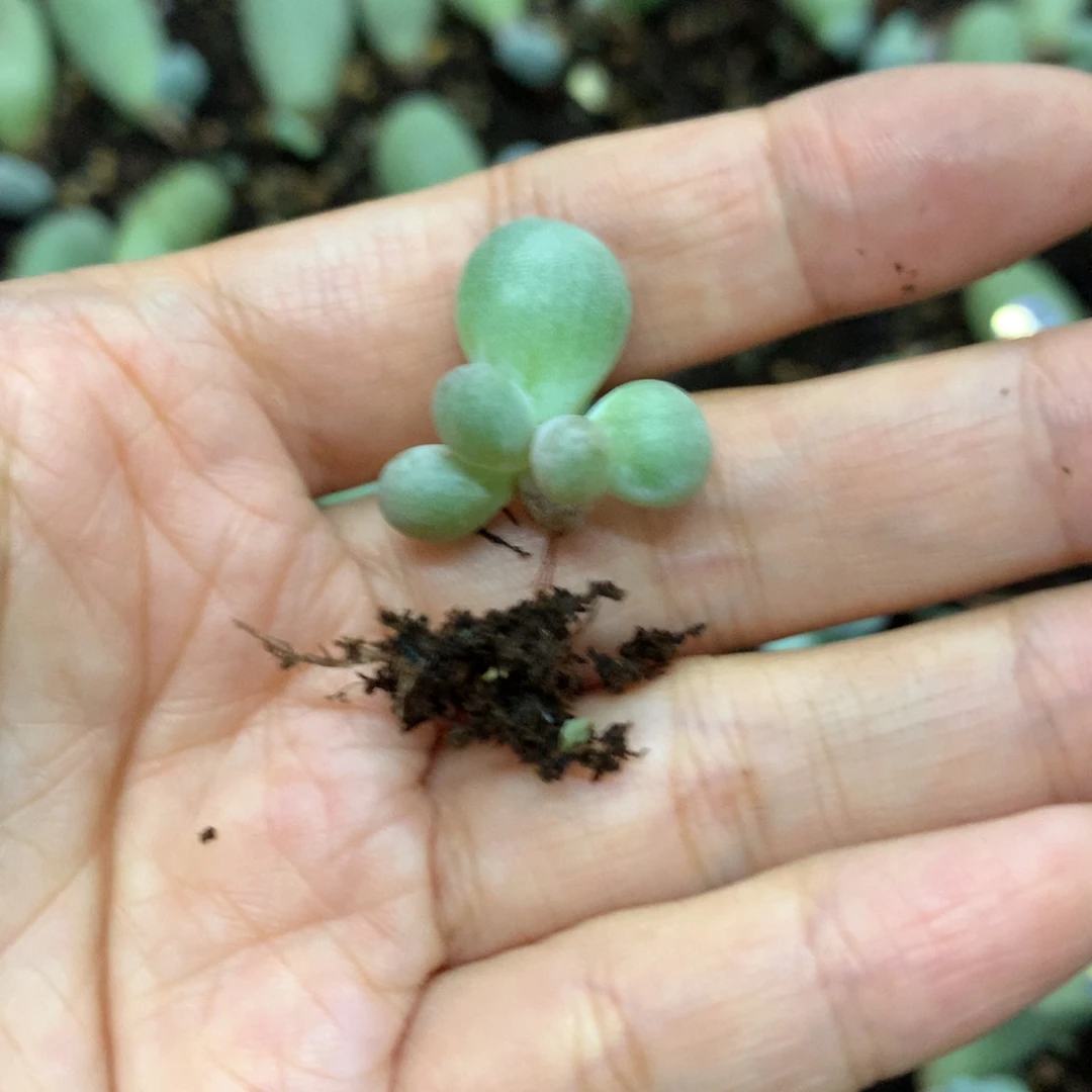 米可奶酪多肉有点锦纹路