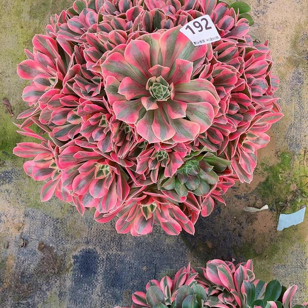 无花朵一**前多肉植物女妖192