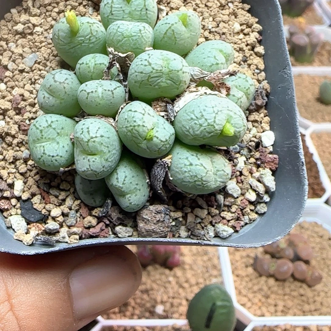 荧光玉。      54301