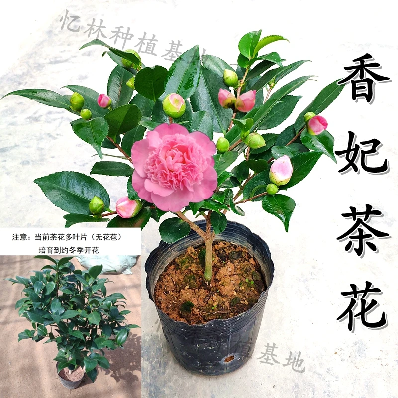 精品香妃茶花盆栽树苗室内外带香味盆栽花卉阳台好养绿植精选热卖