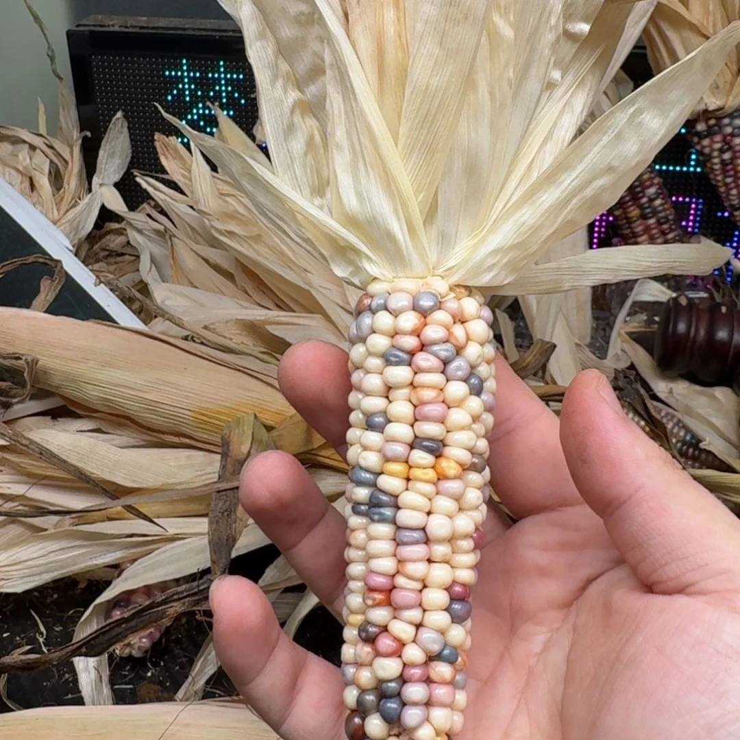 柏香籽/百香籽吊坠方****儿