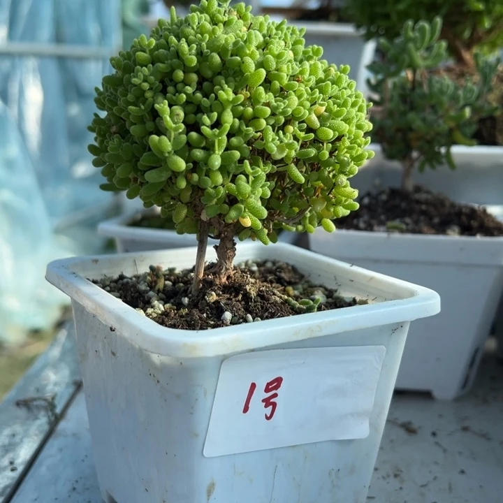 露养老桩蜜橘带盆带土发