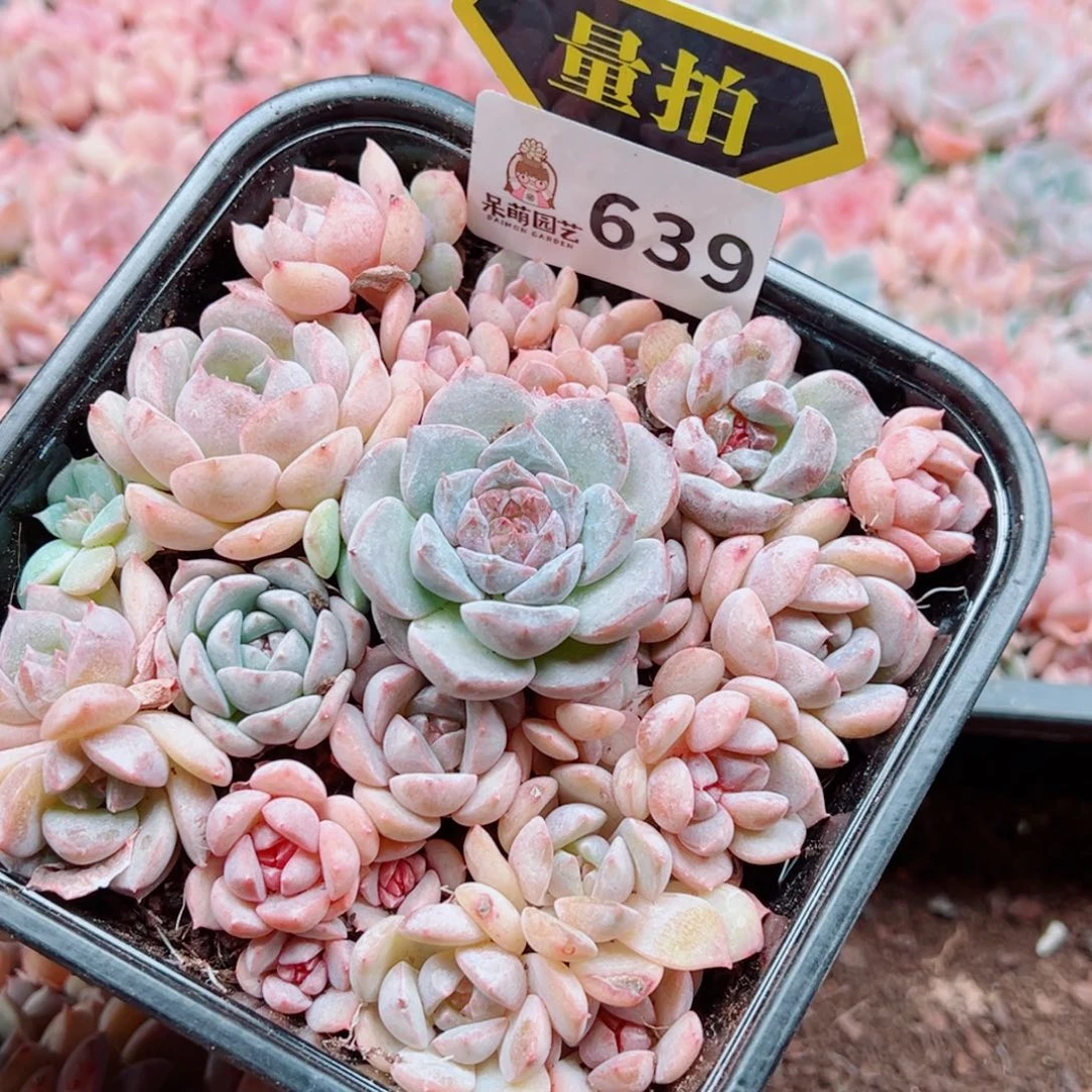 多肉植物多肉植物