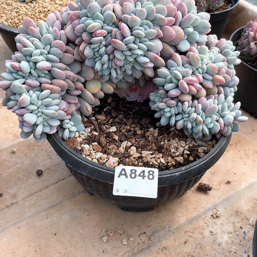 848多肉植物多肉植物