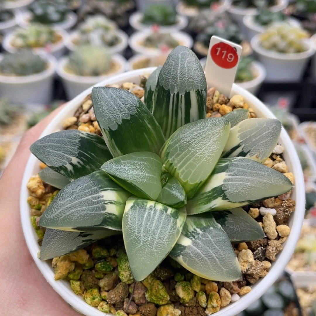 脱土发货 119 朱庇特克锦