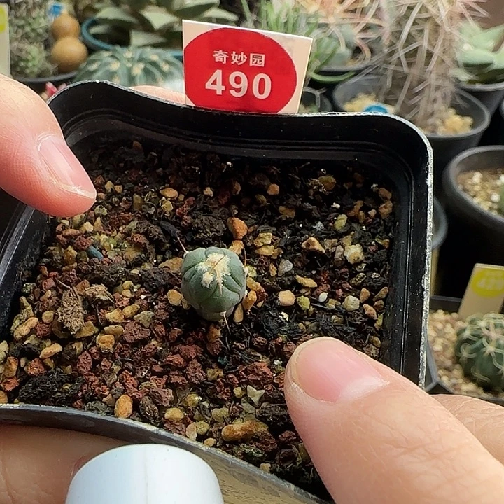 实生雷帝平丸1cm一棵