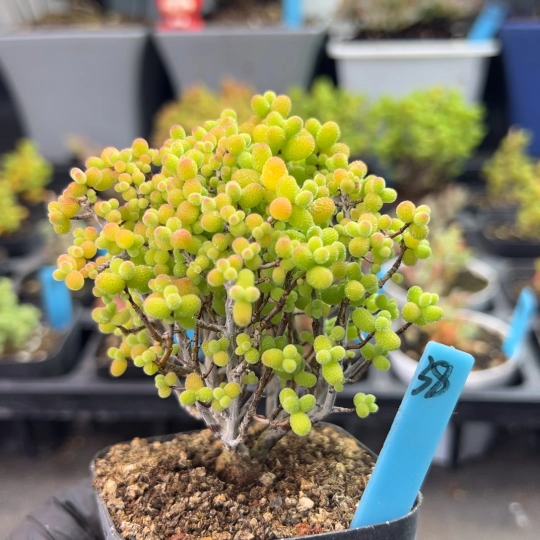 精控金桔小树38号