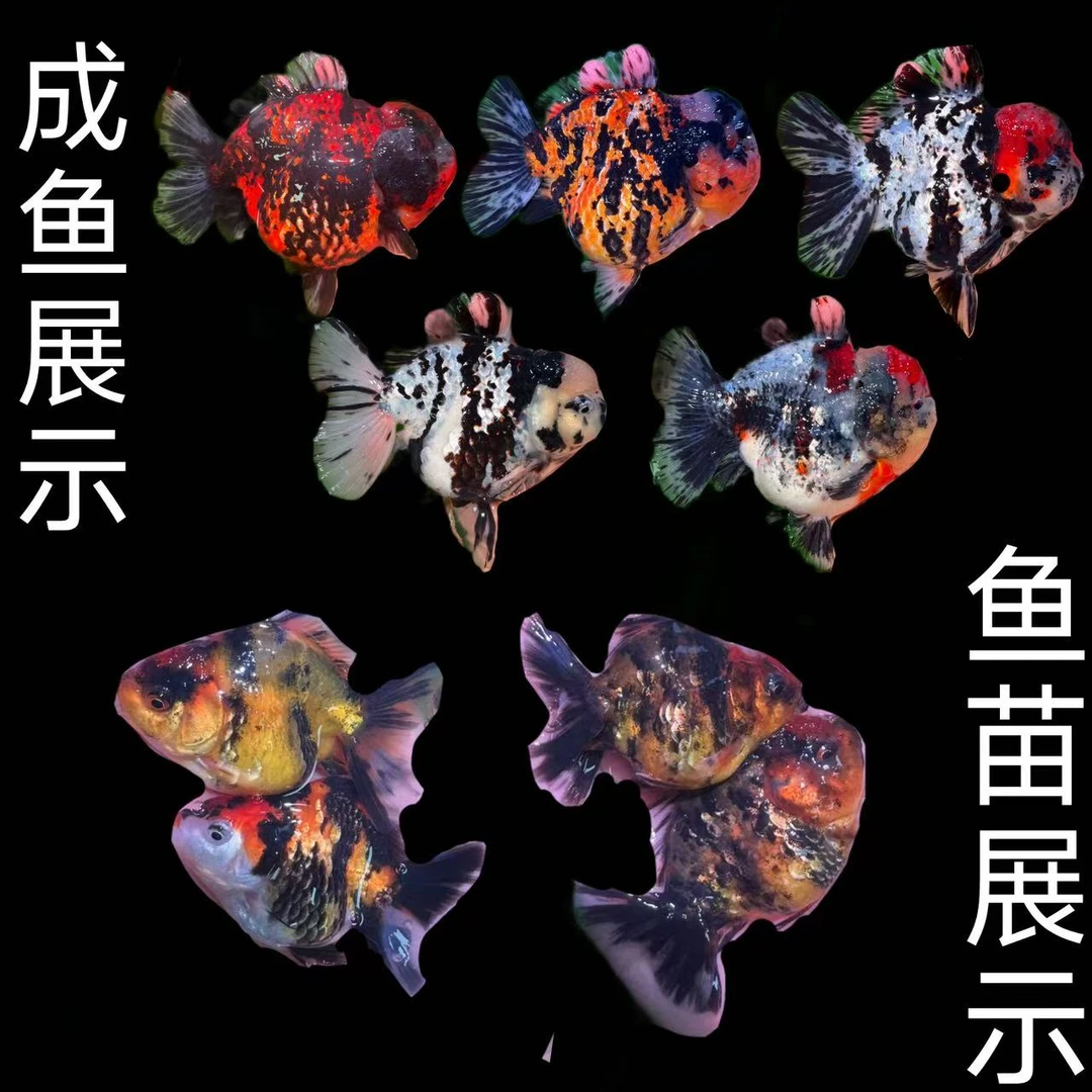 渔多多精选将军短尾狮鱼苗