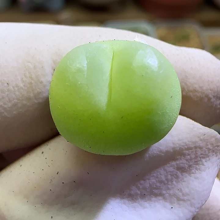 788日系大红拉登1.3