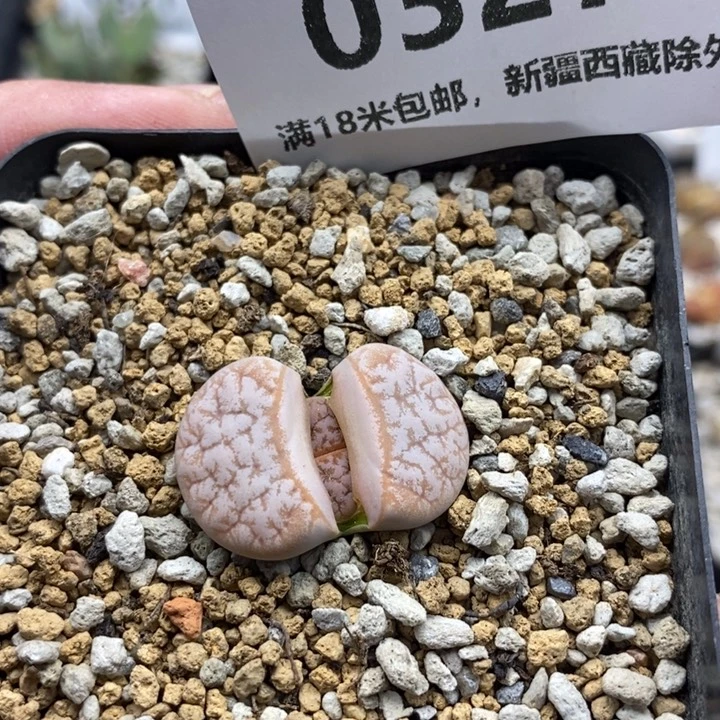 327。