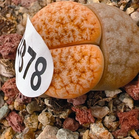 24378天团团圆圆