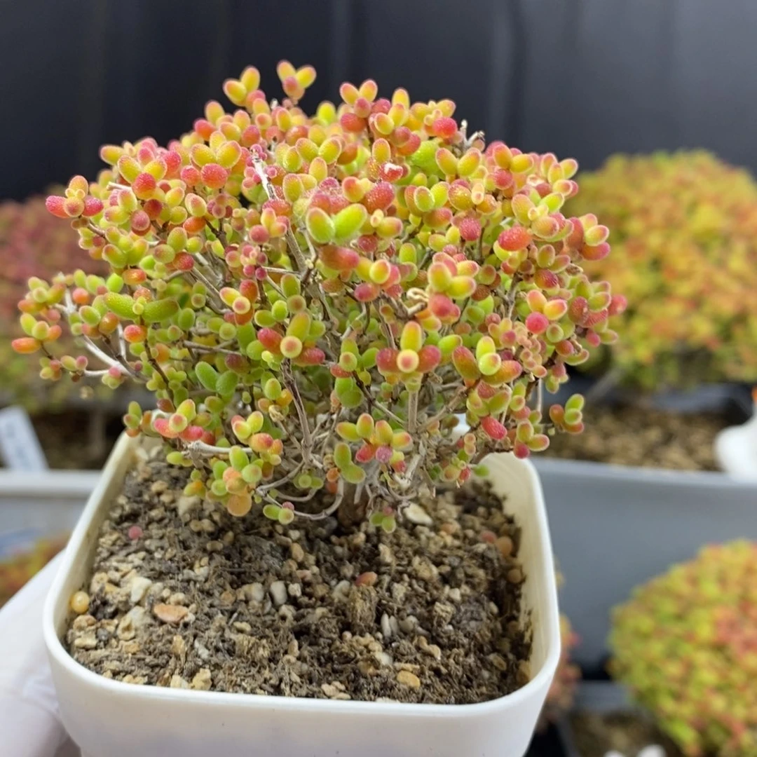 无花朵2号蜜橘糖球枝干（直杆）