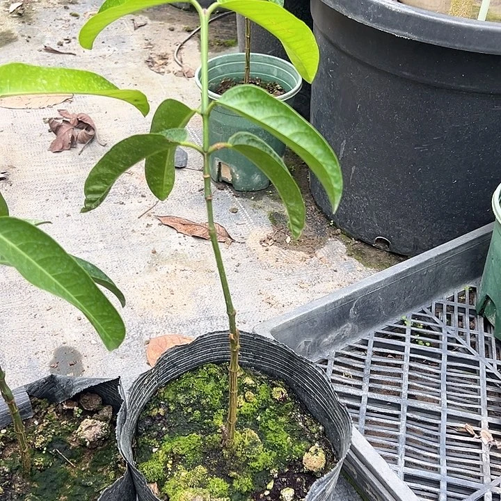 彭***彭天使379853784367722