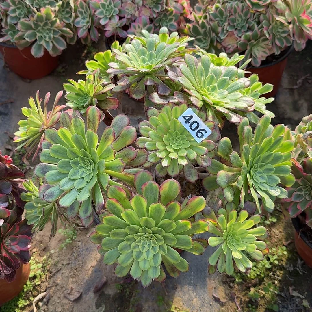 有断枝舞天姬406号