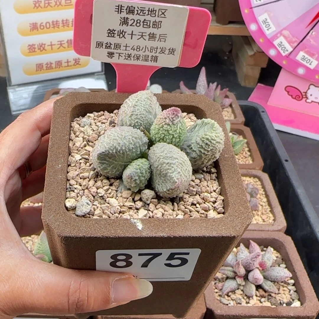 不***心875巨猪宝多肉植物