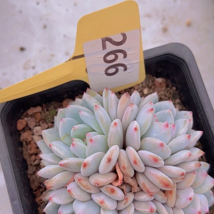 健健康康平平安安