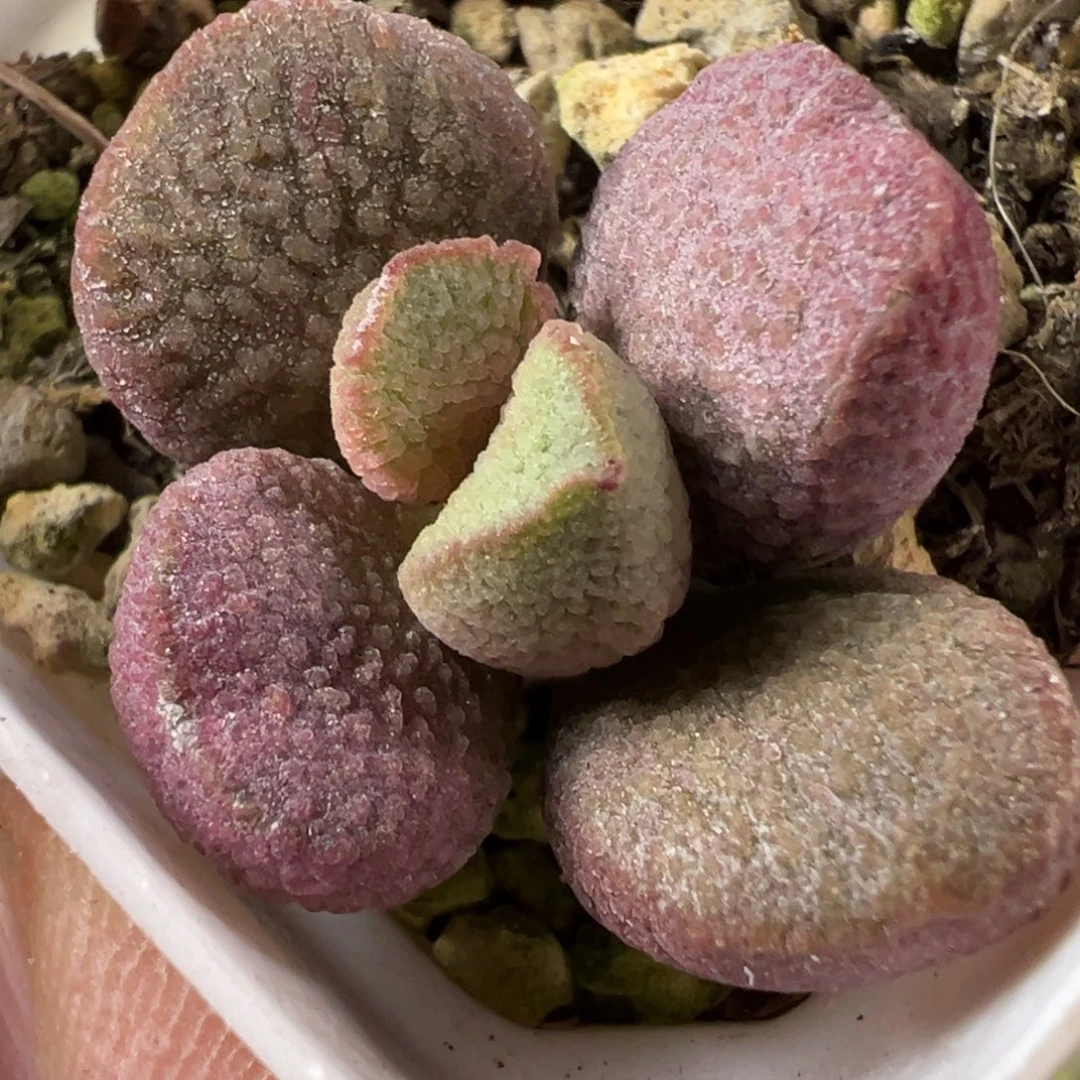 单头桩子夏娃水泡多肉植物水泡