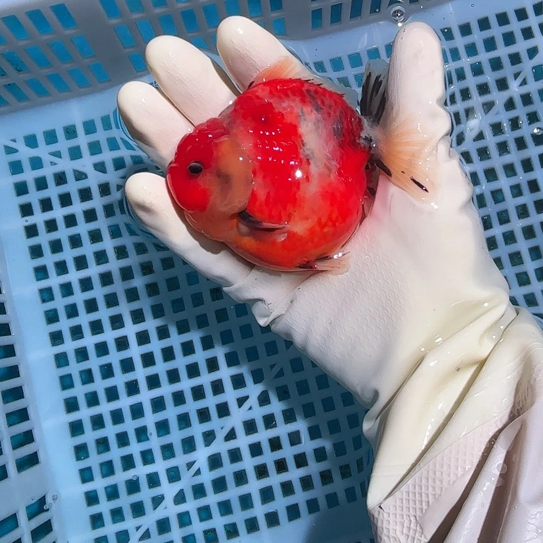 金鱼包邮28895898