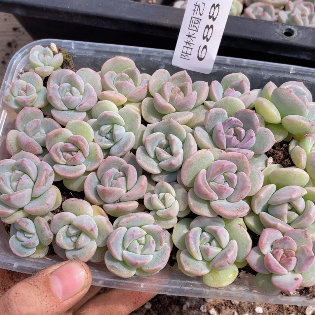 玄*多肉植物多肉植物688