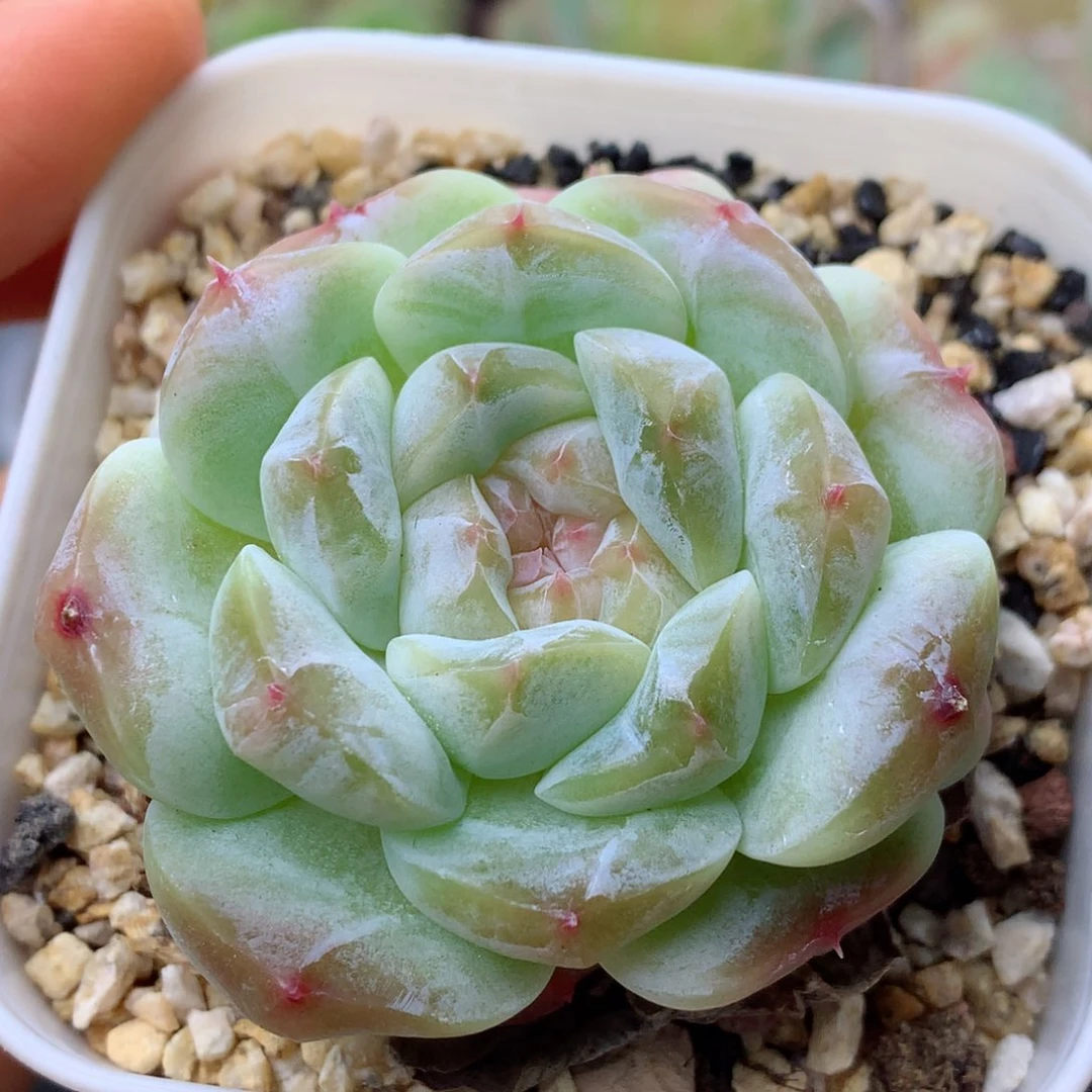 58包邮  群生不包整冰魄23