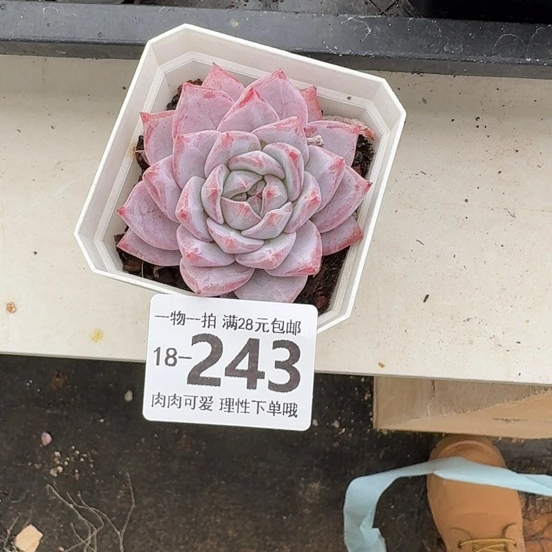 粉蓝鸟无盆土发货