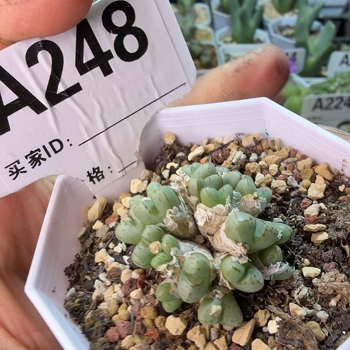 248。满38包邮肉锥