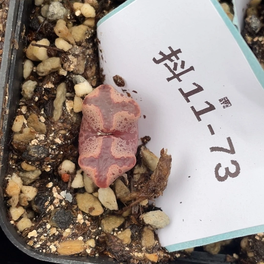 11-73超碟多肉植物