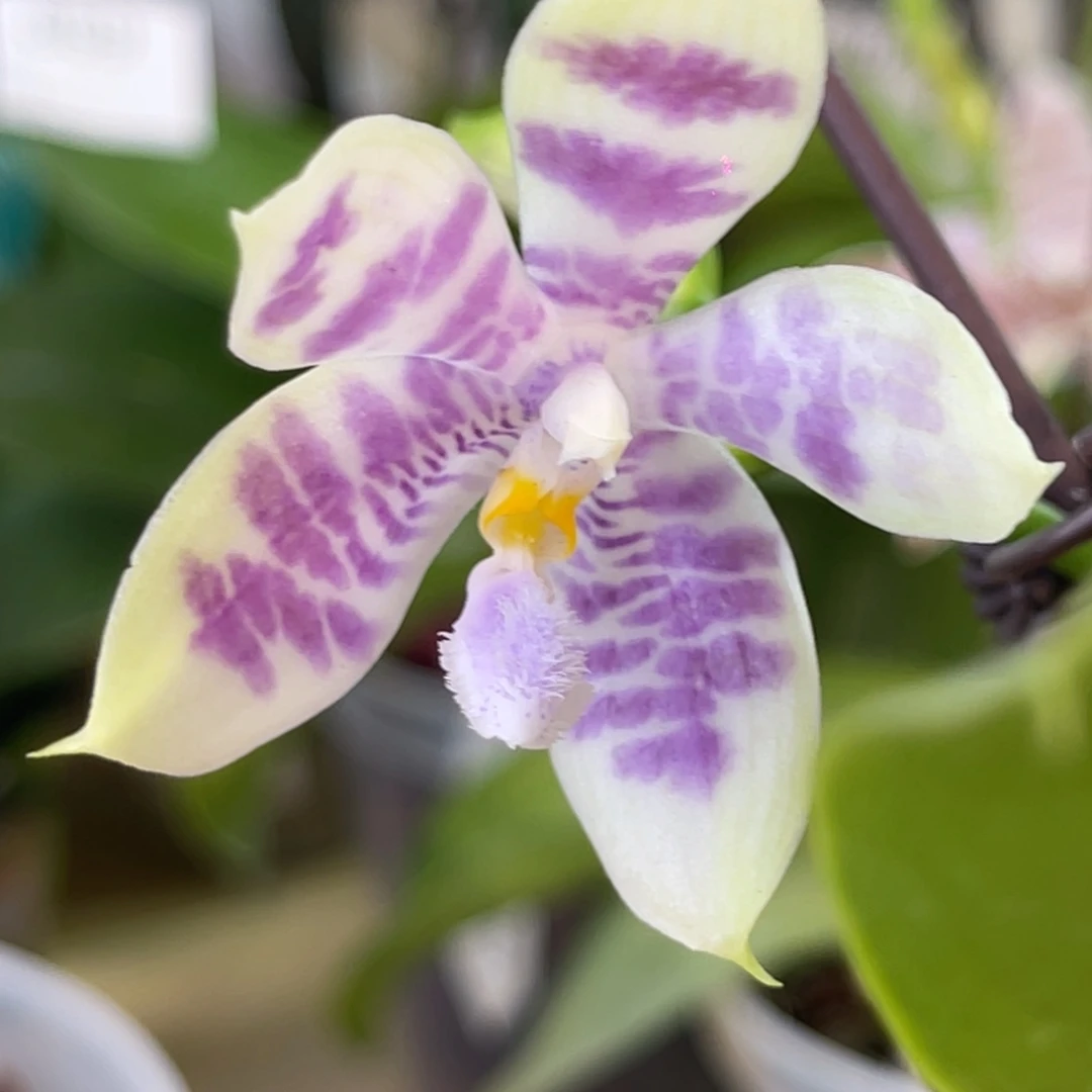 完全开放柳林3700-1327