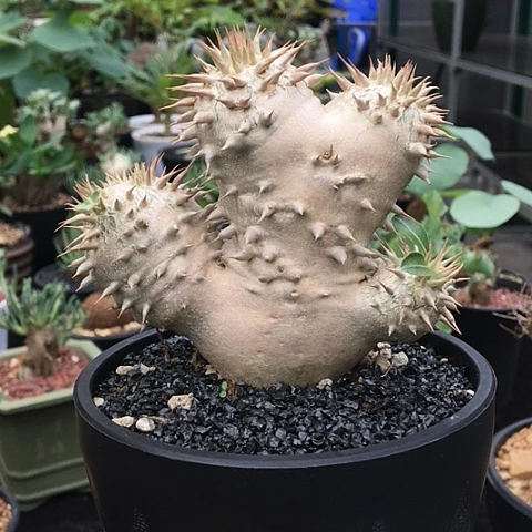 女王玉  一物一拍