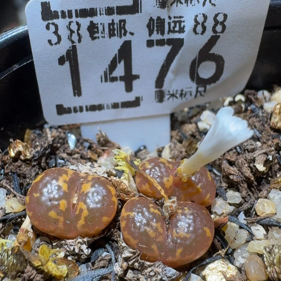 Ssss精品生石花1476