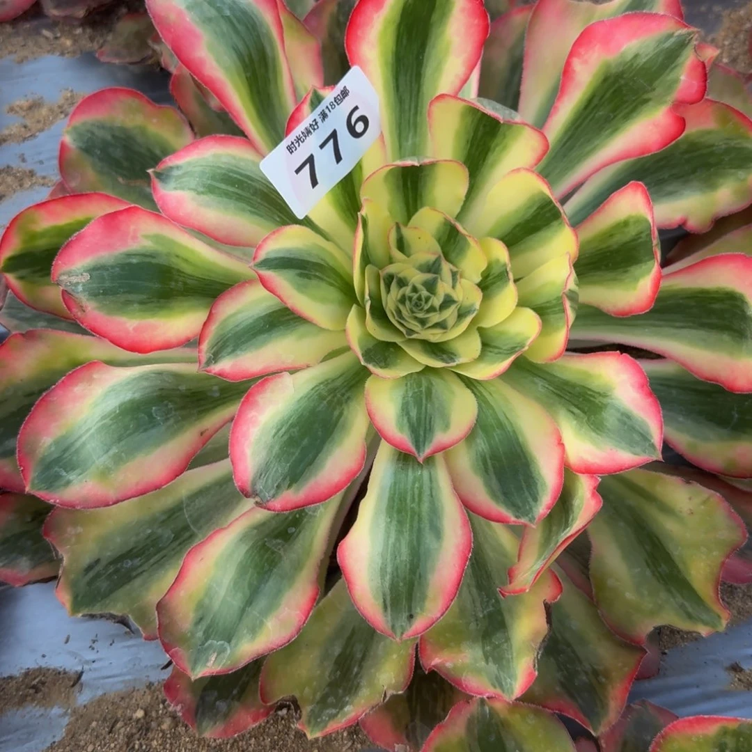 776爱丽丝。多肉植物