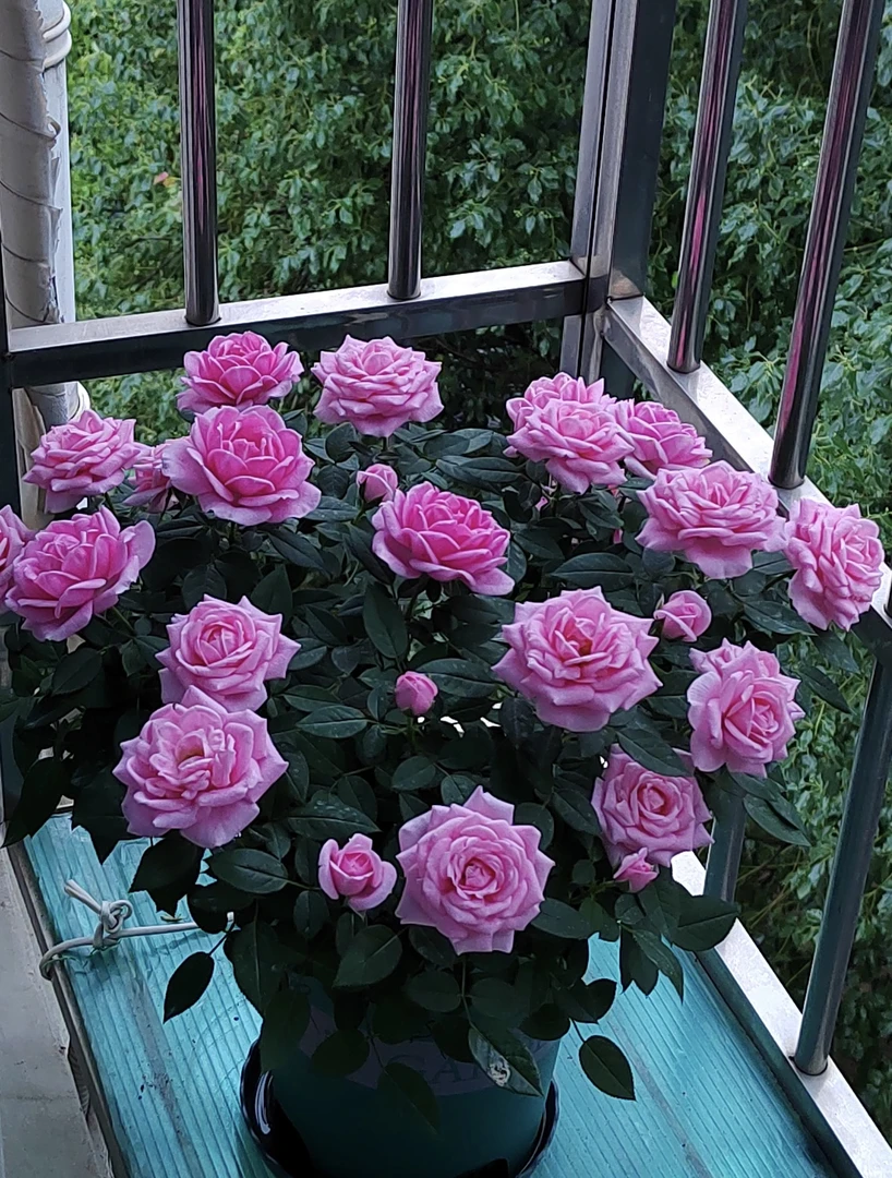 【大花淑女】多头勤花丰花月季玫瑰盆栽 露天苗 四季开花多年生