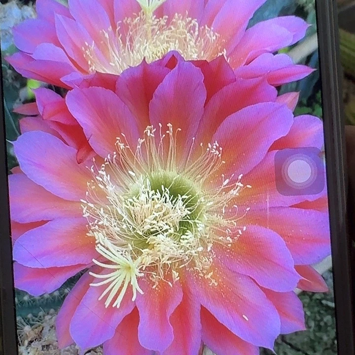 飞碟侧芽5公分左右毛花柱（20包邮）
