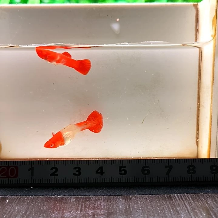 海水精品孔雀鱼，鸿运当头双分水，一公一母。