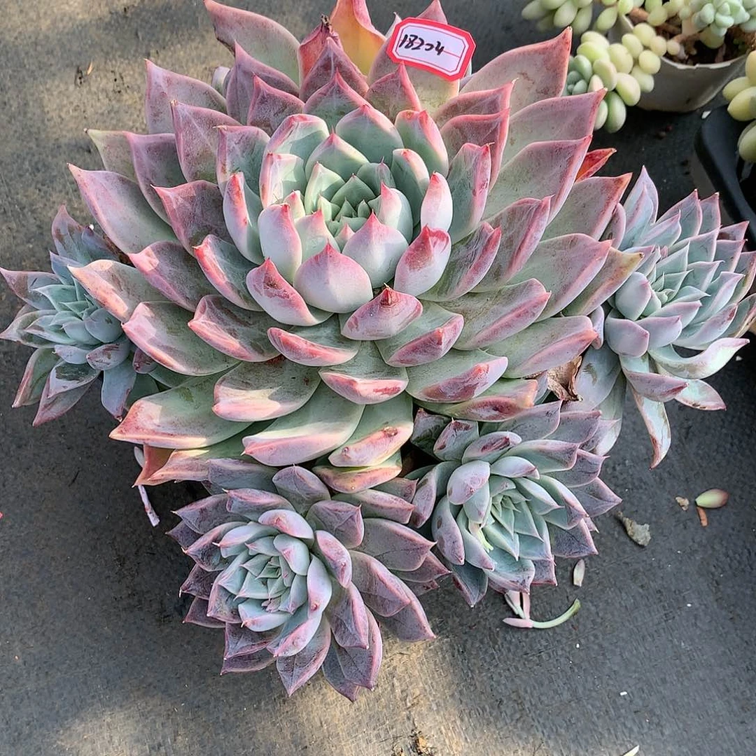 夜*18204粉红桃花多肉