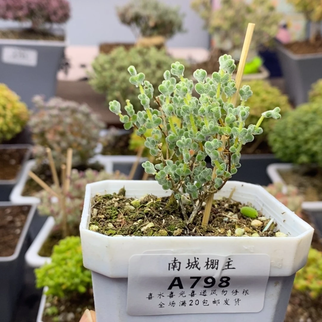 798超级莱斯枝干番杏