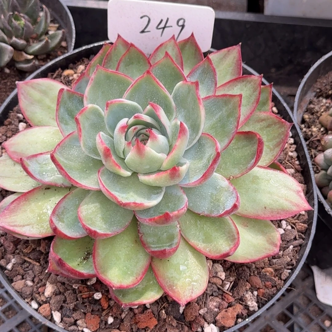 惊鸿一物一拍包装收缩花旱249