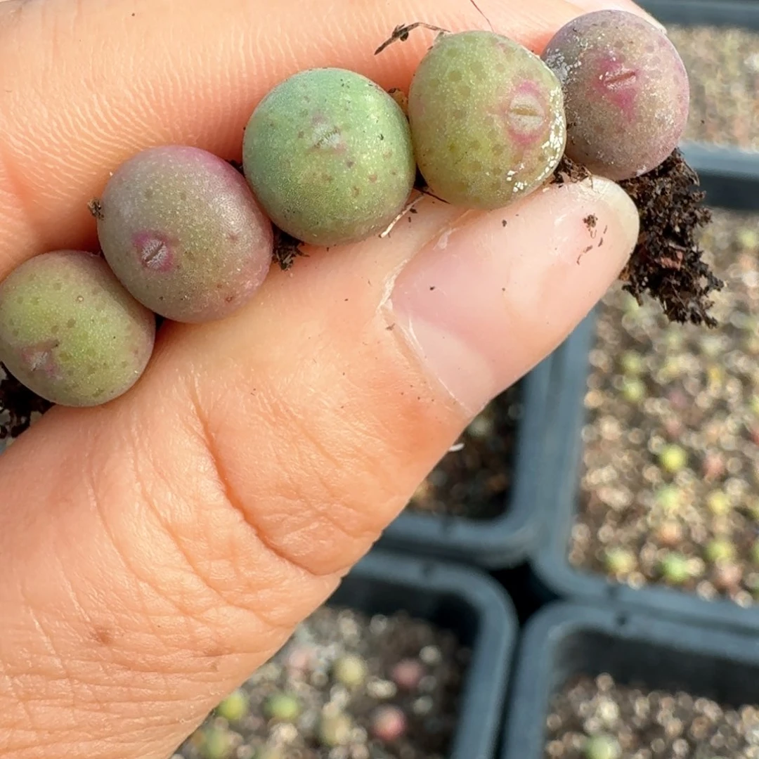 ?***头671五颗皮卡丘0000