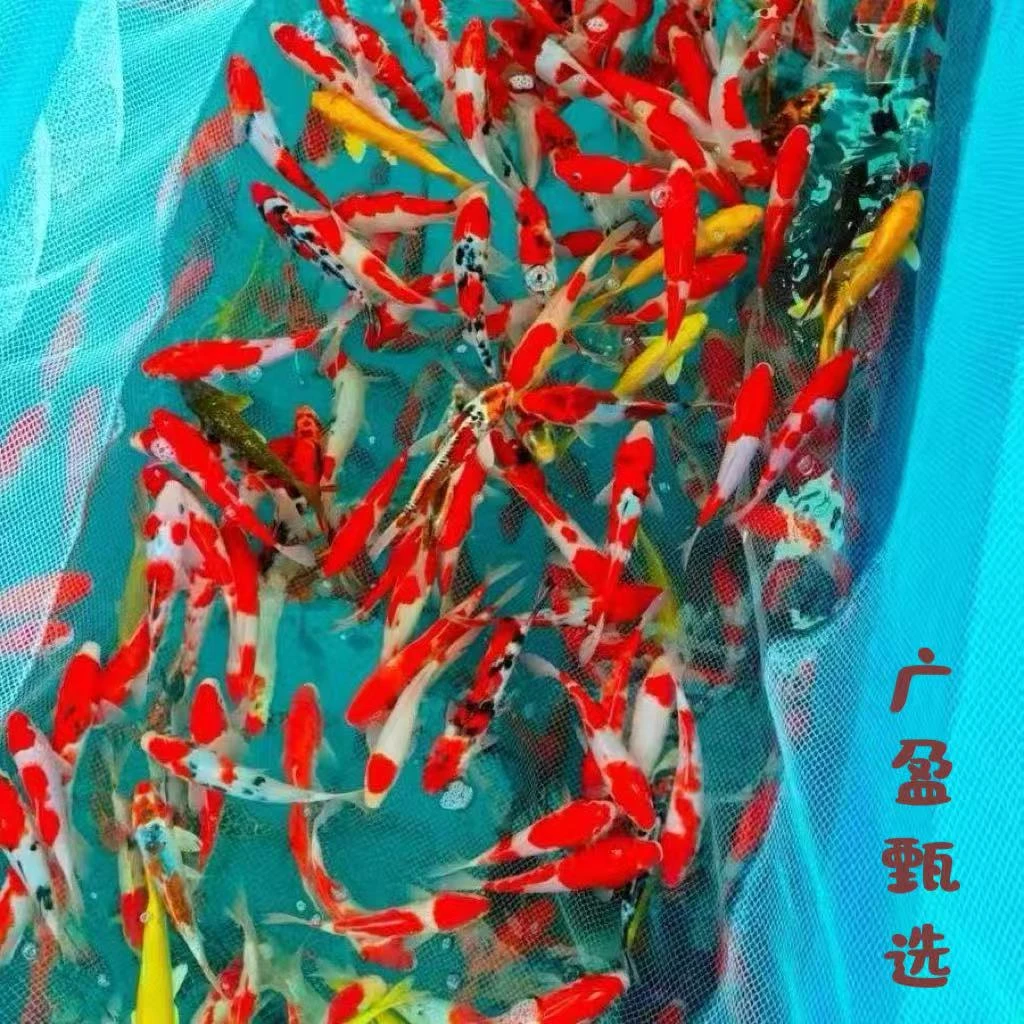 广盈甄选锦鲤一物一拍3号链接