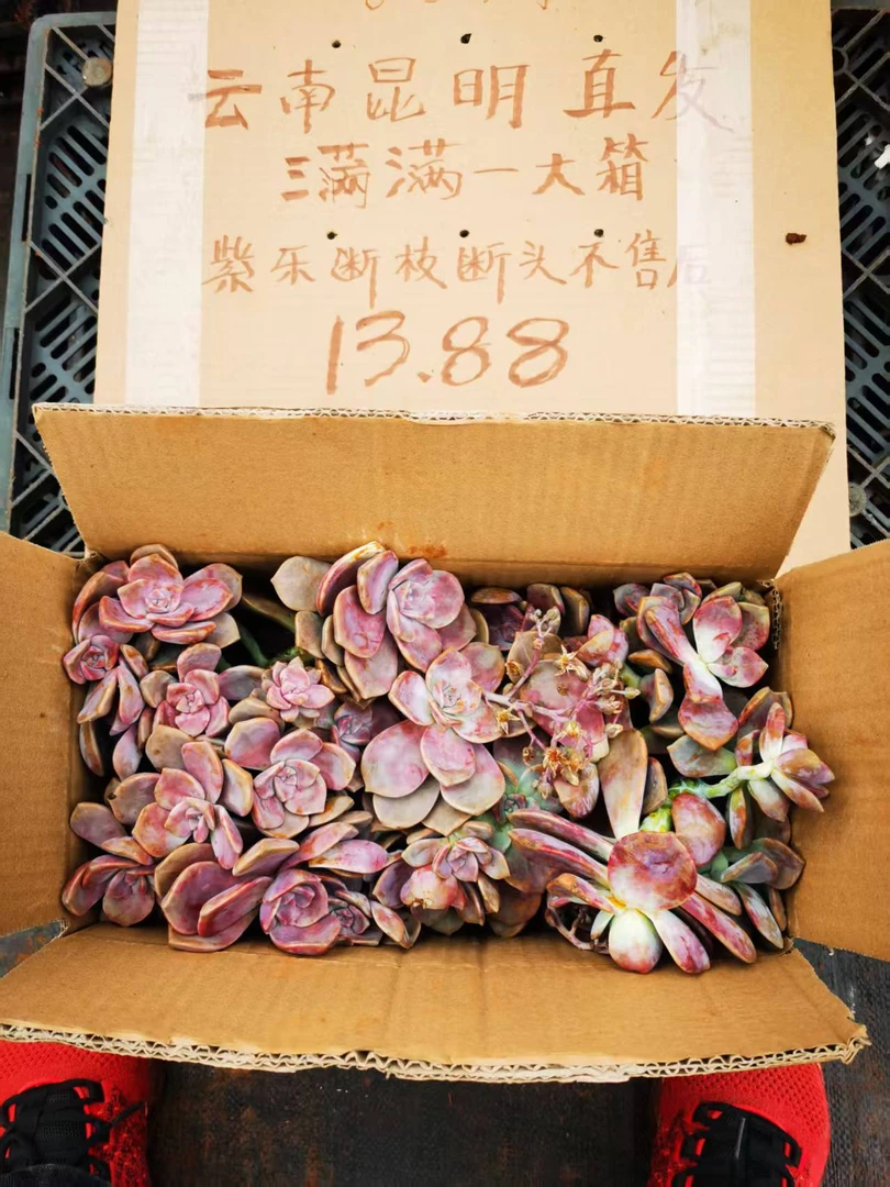 紫乐断枝一整箱（不售后）