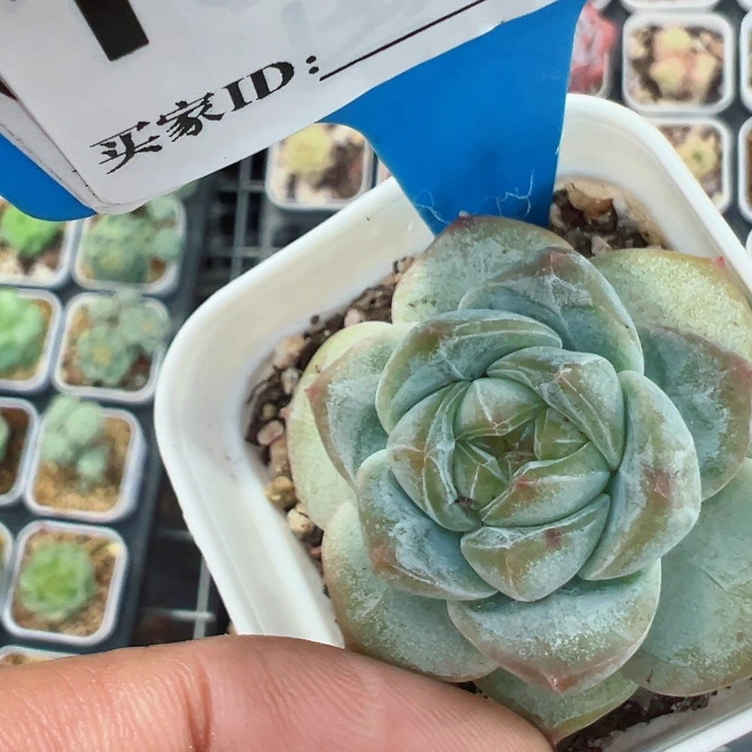 116黄钻十八包邮